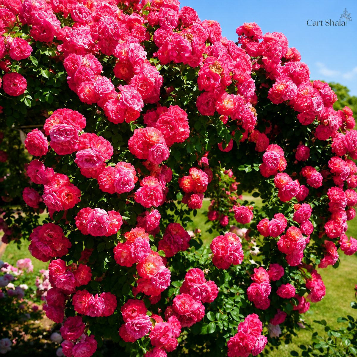 Cart Shala Big Bloom Rose Seeds (Pack of 2)