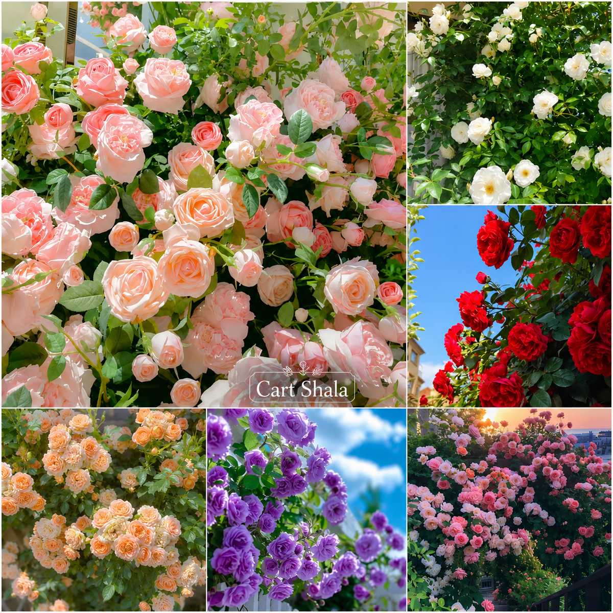 Cart Shala Big Bloom Rose Seeds (Pack of 2)