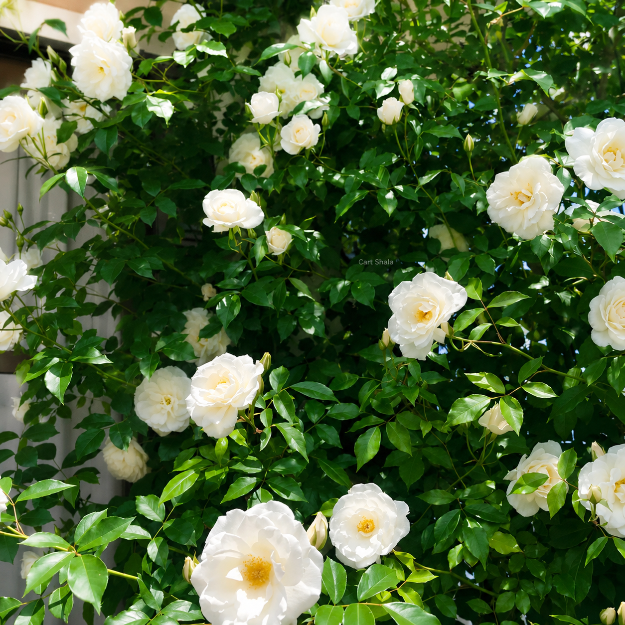 Cart Shala Big Bloom Rose Seeds (Pack of 2)