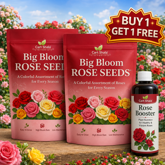 Cart Shala Big Bloom Rose Seeds (Pack of 2)